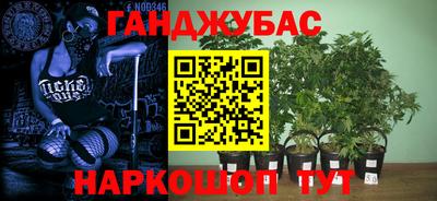 крисы Кулебаки